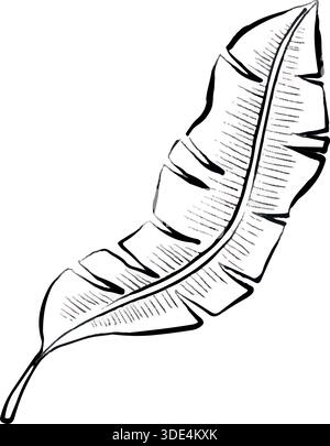 Illustration vectorielle de la feuille de banane simple avec des veines détaillées, isolé sur fond blanc, graphique botanique tropical propre pour les logos, les impressions, les emballages, les affiches et les projets de conception moderne. Illustration de Vecteur