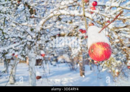 Pomme couverte de neige dans un verger par une journée ensoleillée d'hiver, foyer sélectif. Banque D'Images