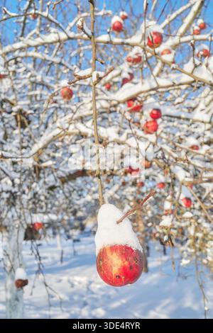 Pomme couverte de neige dans un verger par une journée ensoleillée d'hiver, foyer sélectif. Banque D'Images