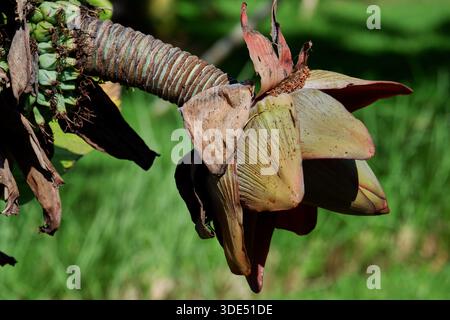 Vue latérale des bractées de fleur de banane sur la plante, détail de culture agricole tropicale. Banque D'Images