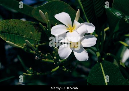 Gros plan de fleur de plumeria blanche, ou Plumeria, fleur tropicale aux pétales doux à la lumière naturelle. Banque D'Images