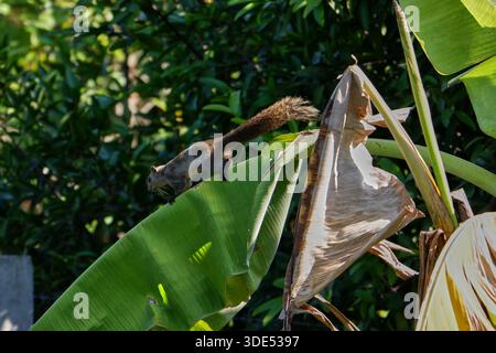 Un écureuil brun sauvage repose sur une feuille de banane à côté d'une tige sèche suspendue, entouré d'un feuillage vert profond dans un jardin tropical près de la jungle. Banque D'Images