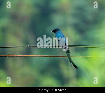 Une sentinelle silencieuse au-dessus de la nature sauvage verdoyante. Black Drongo perché sur fil dans Munnar Western Ghats Kerala Banque D'Images