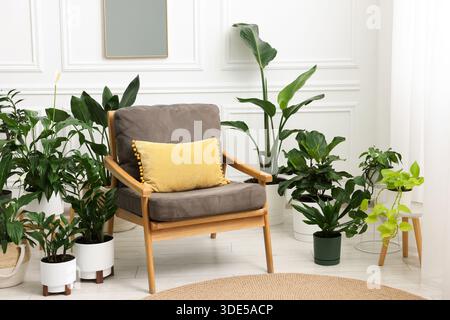 Différentes belles plantes d'intérieur dans des pots et fauteuil à l'intérieur Banque D'Images