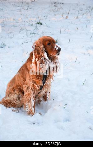 Anglais Cocker Spaniel Espagnol dans la neige en hiver. Photo verticale Banque D'Images