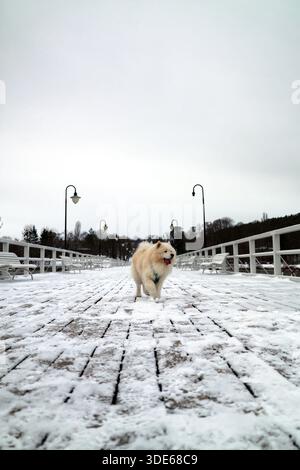 Joyeux Samoyed courir sur une jetée enneigée Banque D'Images