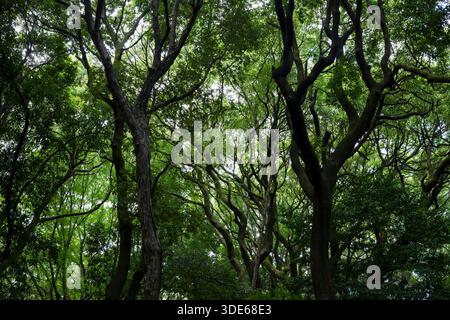 Tokyo, Japon - 31 juillet 2025 : Forêt au sanctuaire Meiji Banque D'Images