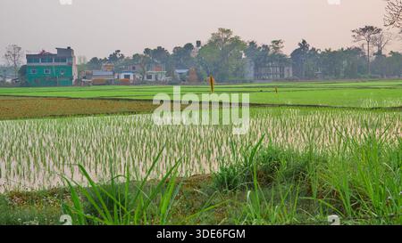 Les rizières vertes vibrantes (Oryza sativa) s'étendent vers un petit village sous la lumière douce et chaude du soleil de fin d'après-midi. Banque D'Images