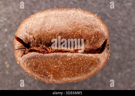 Grain de café torréfié capturé en gros plan, mettant en évidence sa riche couleur brune et sa texture Banque D'Images