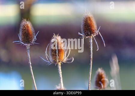 Plantes de thé séchées avec des têtes de graines épaisses attrapant la lumière dorée dans la nature Banque D'Images