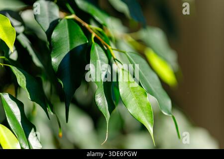 Feuilles de plante de Ficus affichant une couleur verte fraîche et des détails botaniques naturels Banque D'Images