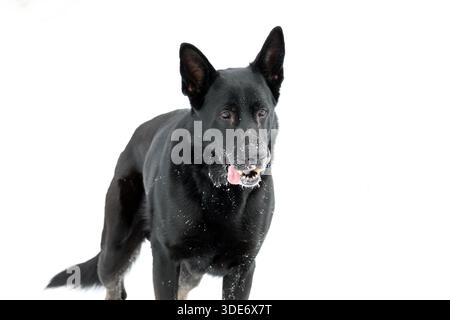 Portrait d'un chien de berger allemand noir dans la neige sur fond blanc Banque D'Images