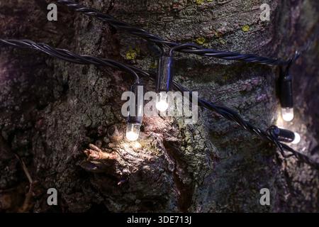 Gros plan de lumières de Noël enroulées autour d'un arbre Banque D'Images