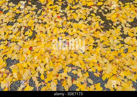 L'automne à Kyoto présente une démonstration étonnante de changement saisonnier, et les jardins du temple Nanzen-ji ne font pas exception. Un tapis dense de feuilles de ginkgo dorées Banque D'Images