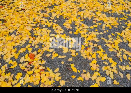 L'automne à Kyoto présente un spectacle époustouflant, et les jardins du temple Nanzen-ji ne font pas exception. Un tapis dense de ginkgo doré Banque D'Images