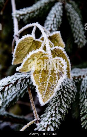 Gros plan vertical de feuilles jaunes recouvertes de givre blanc, encadrées par des branches de sapin givrées derrière. Scène de transition hivernale atmosphérique Banque D'Images