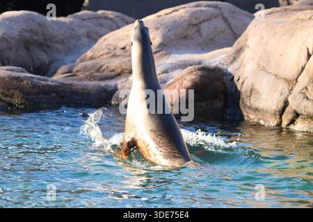 Un lion de mer californien nageant autour d'une piscine dans le zoo du Bronx, Bronx, New York, États-Unis. Banque D'Images
