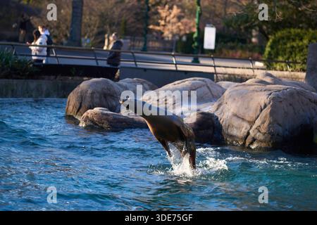 Un lion de mer californien nageant autour d'une piscine dans le zoo du Bronx, Bronx, New York, États-Unis. Banque D'Images