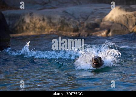 Un lion de mer californien nageant autour d'une piscine dans le zoo du Bronx, Bronx, New York, États-Unis. Banque D'Images
