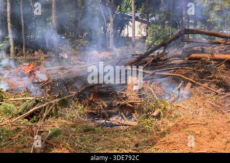 La fumée s'élève des débris brûlés pendant les opérations de nettoyage forestier avec des arbres entourant la zone. Banque D'Images