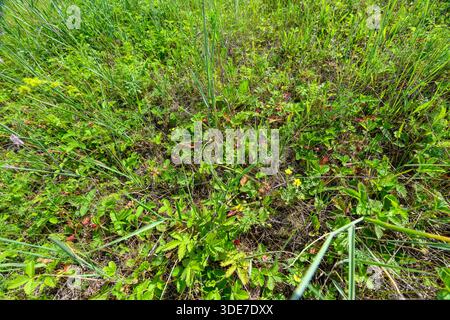 Un paysage naturel vibrant et animé qui présente un feuillage vert dense et luxuriant parsemé de fleurs sauvages brillantes Banque D'Images