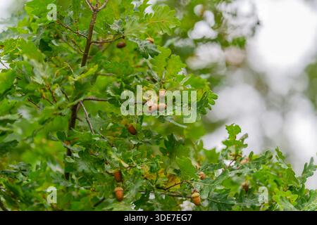 Gros plan de glands éparpillés parmi les feuilles de chêne colorées, mettant en valeur les natures incroyables de la richesse et de la diversité Banque D'Images