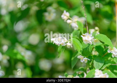 Un superbe groupe de fleurs blanches délicates fleurissant gracieusement avec des feuilles vertes vibrantes en arrière-plan Banque D'Images