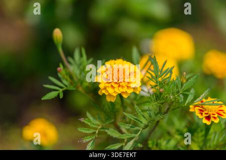 Une vue rapprochée capture les fleurs de souci vives et lumineuses, mettant en valeur leurs couleurs riches et leur végétation luxuriante Banque D'Images