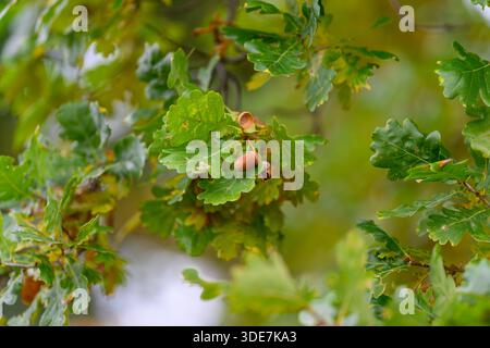 Une vue rapprochée de feuilles de chêne vertes luxuriantes avec des glands magnifiquement, mettant en valeur l'essence vibrante de la nature Banque D'Images