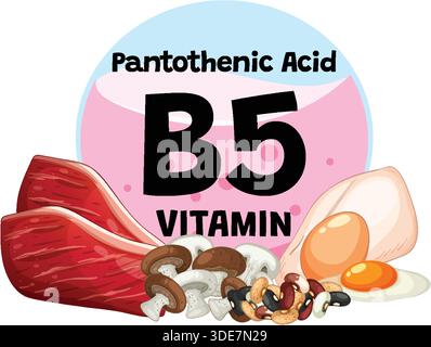 Illustration vectorielle des sources de vitamine B5, y compris la viande, les œufs, les champignons et les haricots dans un style plat Illustration de Vecteur