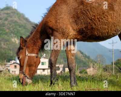 Gros plan d'un cheval brun qui paissait dans un champ sous la lumière du soleil. L'image transmet vitalité, force et beauté naturelle. Haute qualité Real p Banque D'Images