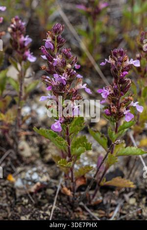Wild Germander affiche des grappes de fleurs roses dans un paysage naturel. Cette petite vivacité pousse parmi les roches et le sol sec au printemps dans le Banque D'Images