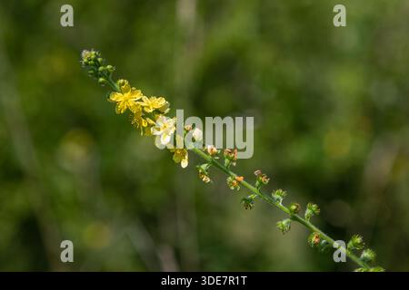 La plante Agrimony avec des épis de fleurs jaunes pousse haut parmi la verdure par une journée ensoleillée dans une zone naturelle au printemps ou en été. Banque D'Images