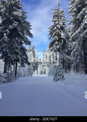 Un sentier enneigé serpente à travers une forêt d'arbres enneigés. Les pistes suggèrent que les skieurs de fond apprécient le pays des merveilles hivernales pour se divertir Banque D'Images