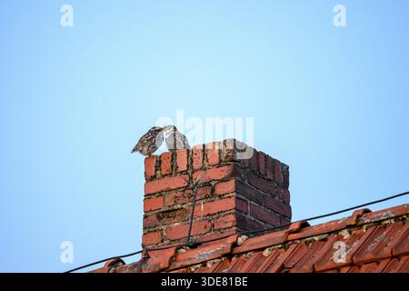 Deux petits hiboux (Athene noctua) assis sur une cheminée en briques devant un ciel bleu et s'accouplant, Terre d'Osnabruecker, basse-Saxe, Allemagne Banque D'Images