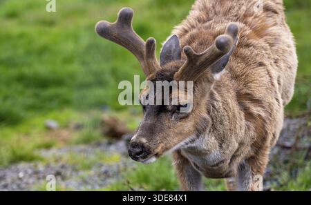 Cerf Sita (Odocoileus hemionus sitkensis), au printemps, portrait animal, Alaska Banque D'Images