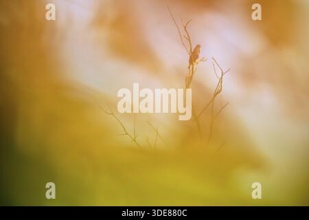 Buzzard commun (Buteo buteo) photographié à travers les buissons, Krefeld, Rhénanie du Nord-Westphalie, Allemagne Banque D'Images