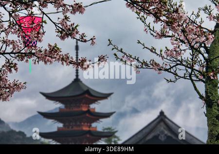 Itsukushima (Miyajima), Japon, 07/04/2016 Description : cerisiers en fleurs encadrant la pagode Gojunoto de cinq étages à Miyajima. Banque D'Images