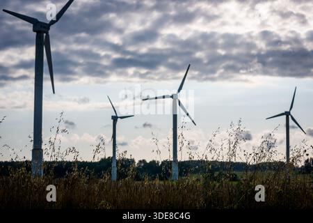 ALSUNGA, LETTONIE. 10 août 2025. Plantes de prairie avec éoliennes WES en arrière-plan sur le terrain. Banque D'Images