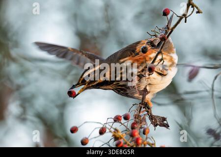 Un rougeois (Turdus iliacus) perché se nourrissant de baies d'aubépine, Warwickshire Banque D'Images