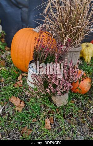 Une scène automnale vibrante avec une grande citrouille orange, des courges colorées et des plantes de bruyère en pot disposées sur l'herbe avec des feuilles mortes Banque D'Images