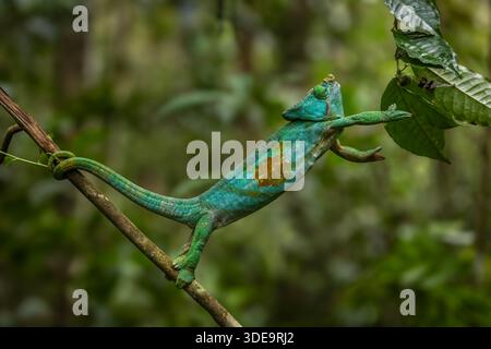 Un caméléon mâle de Parson essayant d'atteindre une autre branche à l'intérieur de la forêt tropicale d'Andasibe, Madagascar. Banque D'Images