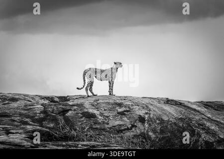 Guépards comme ils se comportent, errent et se reposent dans leur environnement normal et sauvage en Afrique. L'un d'eux posé sur un énorme rocher de granit. Banque D'Images