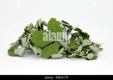 Fraise sauvage séchée (fragaria vesca) sur fond blanc. Prise de vue en studio. Banque D'Images