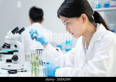 Science de l'environnement, scientifiques examinant la génétique végétale dans des tubes à essai, tests en laboratoire, expériences en laboratoire sur des plantes vertes, tests pour le chem Banque D'Images