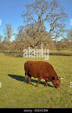 Vache Red Devon pâturant dans un champ Banque D'Images