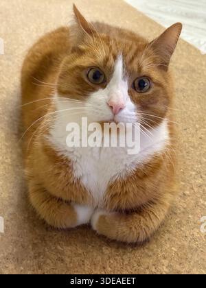 Chat orange et blanc assis en position pain sur une surface texturée, regardant calmement la caméra Banque D'Images