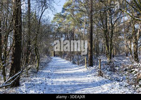 Randonnée enneigée et piste VTT à Kluisbos (Forêt) à Kluisbergen en Flandre orientale, Belgique. C'est la plus grande forêt de l'Ard flamande Banque D'Images