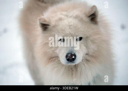 Chien Samoyed blanc moelleux dans la neige d'hiver Banque D'Images