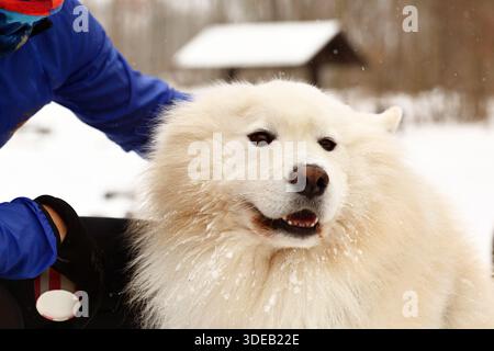 Un chien Samoyed blanc moelleux étant doucement caressé dans un paysage hivernal enneigé avec des flocons de neige Banque D'Images